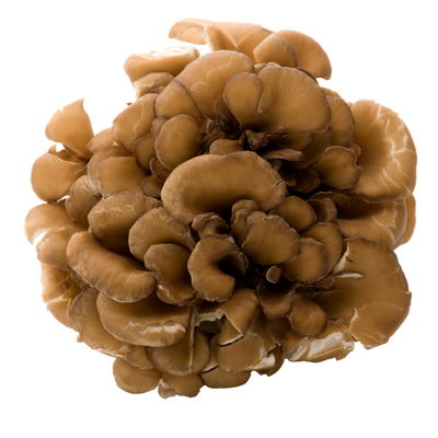 Maitake