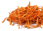 Cordyceps